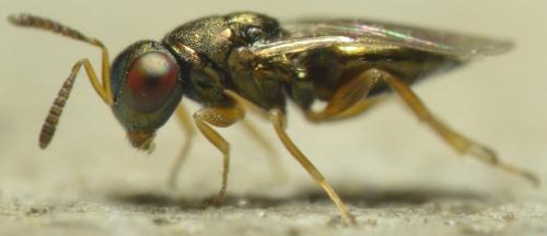 Mesopolobus sp.